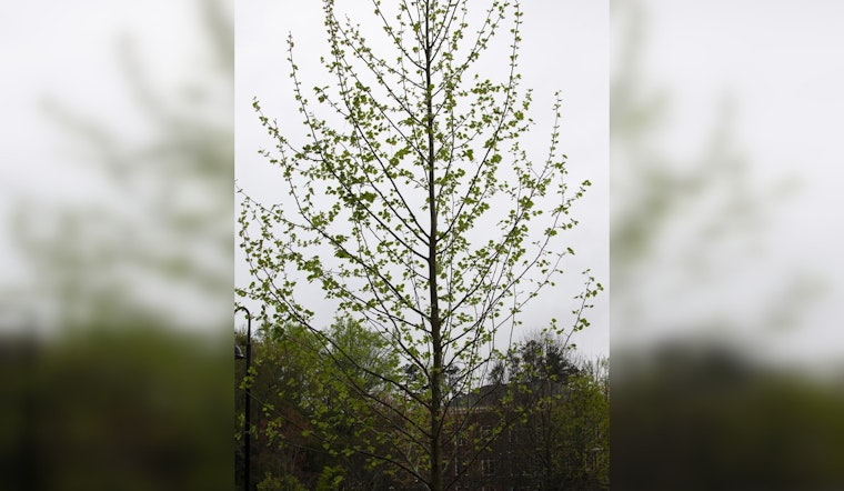 Milton's Mayfield Park to Host Festive Arbor Day Event with Tree Plantings and Eco-Activities