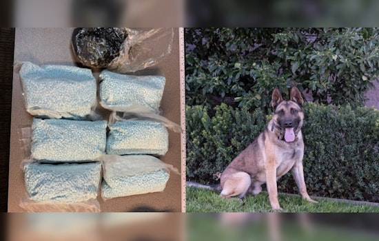 Modesto Police K-9 Unit Thwarts Major Drug Trafficking Attempt with Suspect Arrested and 16 Pounds of Narcotics Seized