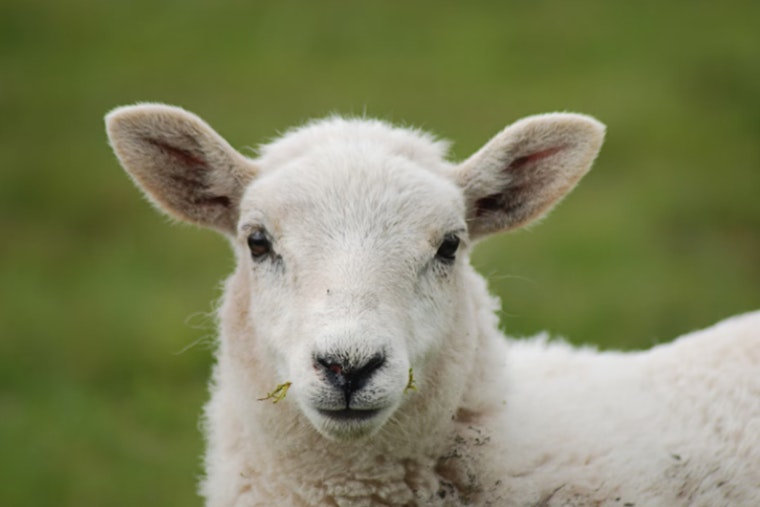 Nearly 40 Sheep Dead in Lovelock Vehicle Collision, Driver Suspected of Inattention
