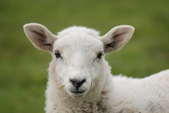 Nearly 40 Sheep Dead in Lovelock Vehicle Collision, Driver Suspected of Inattention