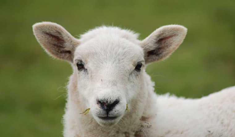 Nearly 40 Sheep Dead in Lovelock Vehicle Collision, Driver Suspected of Inattention