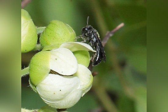 New Bee Species Discovered on Moloka‘i, Hylaeus paumako Excites Scientists and Conservationists