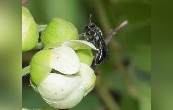 New Bee Species Discovered on Moloka‘i, Hylaeus paumako Excites Scientists and Conservationists