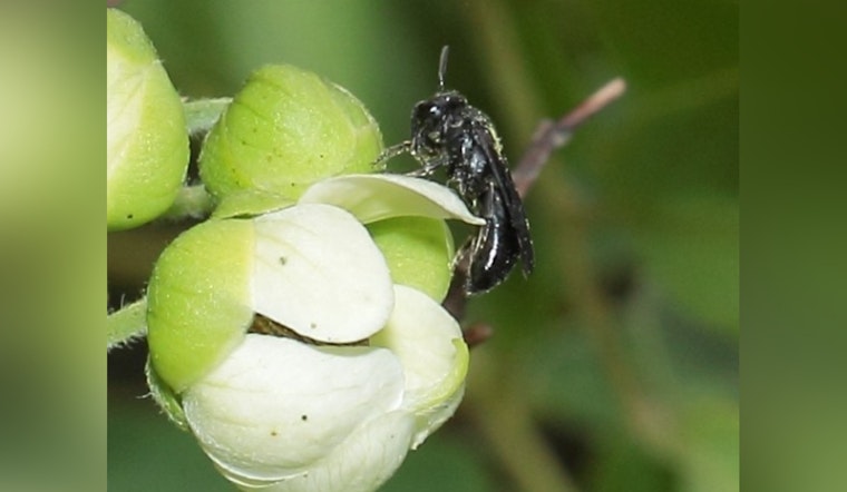 New Bee Species Discovered on Moloka‘i, Hylaeus paumako Excites Scientists and Conservationists