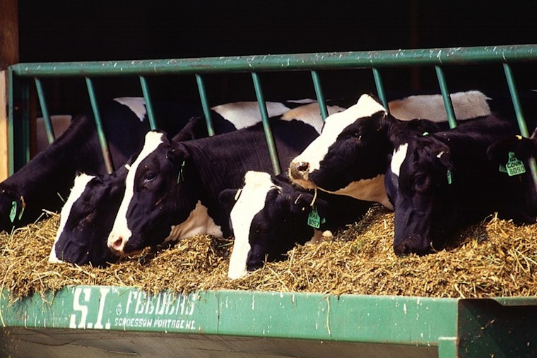 New Bird Flu Strain in Nevada Dairy Cows Sparks Pandemic Fears