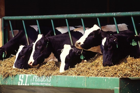 New Bird Flu Strain in Nevada Dairy Cows Sparks Pandemic Fears