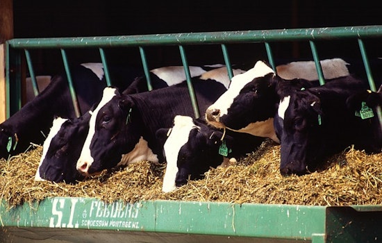 New Bird Flu Strain in Nevada Dairy Cows Sparks Pandemic Fears