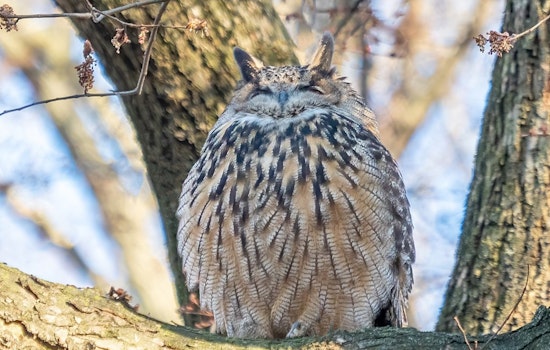New Books Celebrate Flaco the Owl's Urban Adventure and Legacy in New York City