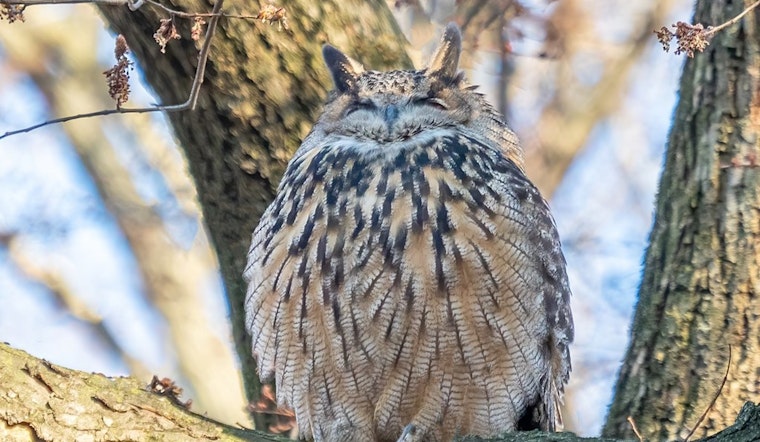 New Books Celebrate Flaco the Owl's Urban Adventure and Legacy in New York City