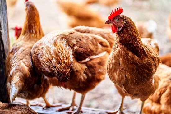 New York City Officials Take Precautions Against H5N1 Bird Flu as Risk to Humans Remains Low