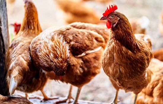 New York City Officials Take Precautions Against H5N1 Bird Flu as Risk to Humans Remains Low