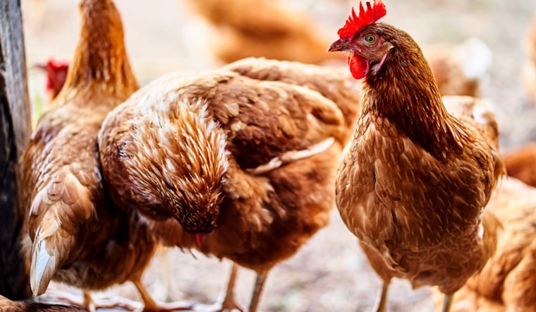 New York City Officials Take Precautions Against H5N1 Bird Flu as Risk to Humans Remains Low