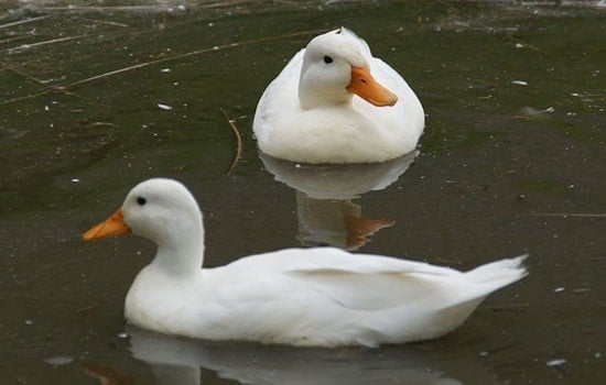 New York City Zoos Implement Precautions as Avian Flu Claims Bird Lives in Queens and Bronx