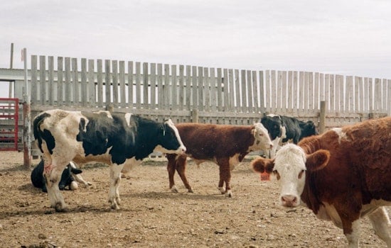 New York Governor Awards $15.8 Million to Dairy Farms for Sustainable Practices and Water Protection Efforts
