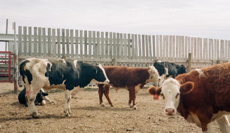 New York Governor Awards $15.8 Million to Dairy Farms for Sustainable Practices and Water Protection Efforts