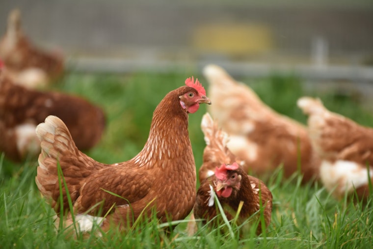 New York Governor Kathy Hochul Orders Temporary Closure of Live Bird Markets Amid Avian Flu Outbreak