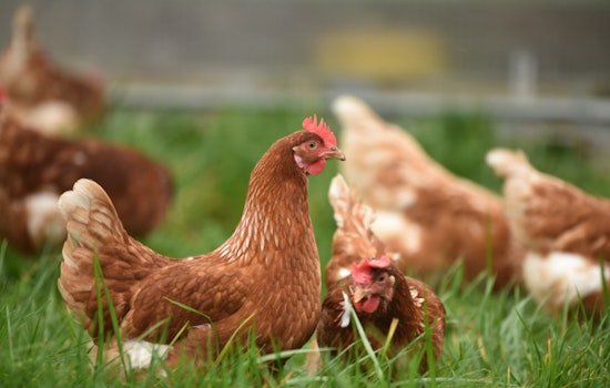 New York Governor Kathy Hochul Orders Temporary Closure of Live Bird Markets Amid Avian Flu Outbreak