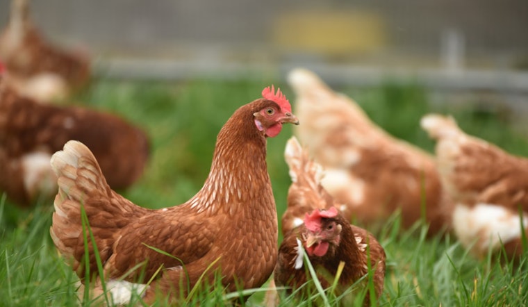 New York Governor Kathy Hochul Orders Temporary Closure of Live Bird Markets Amid Avian Flu Outbreak