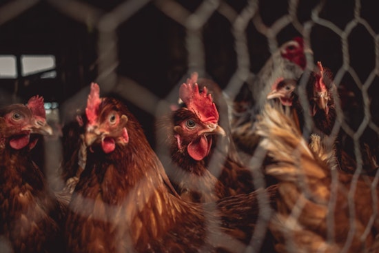 New York Governor Orders Temporary Closure of Live Poultry Markets Amid Bird Flu Concerns