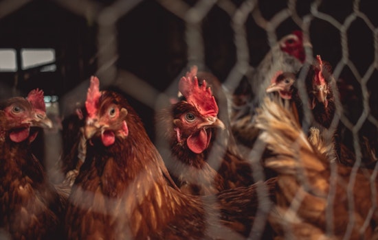 New York Governor Orders Temporary Closure of Live Poultry Markets Amid Bird Flu Concerns