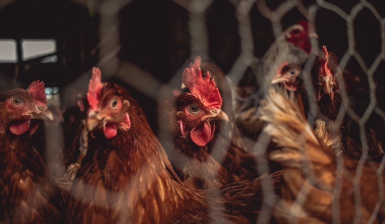 New York Governor Orders Temporary Closure of Live Poultry Markets Amid Bird Flu Concerns