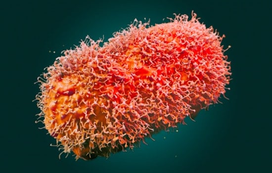 New York State Health Department Issues Alert for New Mpox Clade Ib Strain, Urges Vigilance and Vaccination