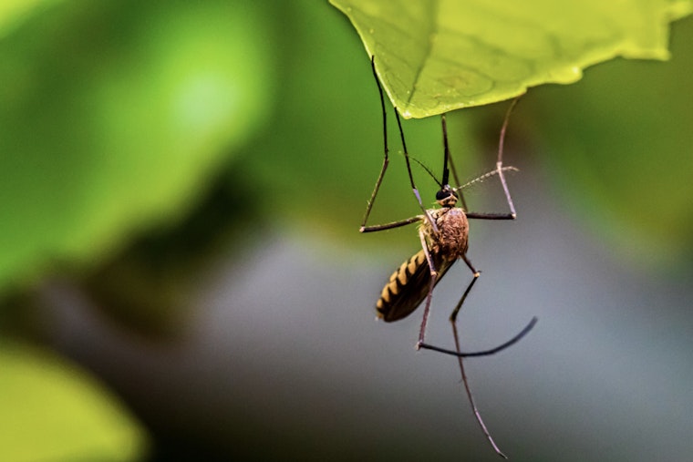 Oʻahu Reports Second Travel-Related Dengue Fever Case of 2025 as Health Officials Increase Mosquito Control Efforts