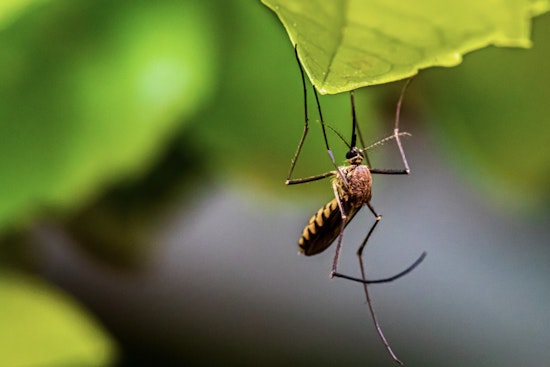 Oʻahu Reports Second Travel-Related Dengue Fever Case of 2025 as Health Officials Increase Mosquito Control Efforts