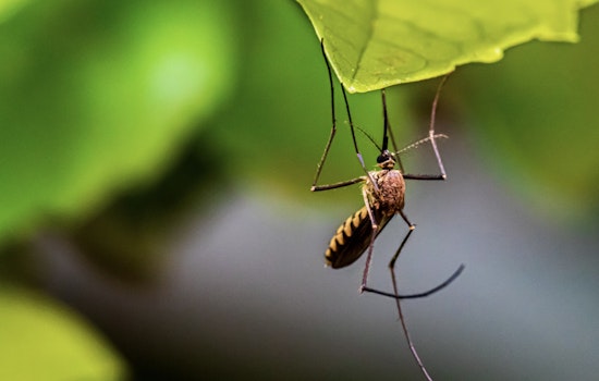 Oʻahu Reports Second Travel-Related Dengue Fever Case of 2025 as Health Officials Increase Mosquito Control Efforts