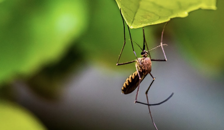 Oʻahu Reports Second Travel-Related Dengue Fever Case of 2025 as Health Officials Increase Mosquito Control Efforts