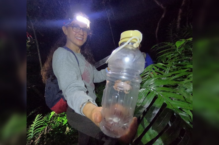 O‘ahu Unites Against Invasive Coqui Frogs, Volunteers and Agencies Rally in Waimānalo to Protect Ecosystem