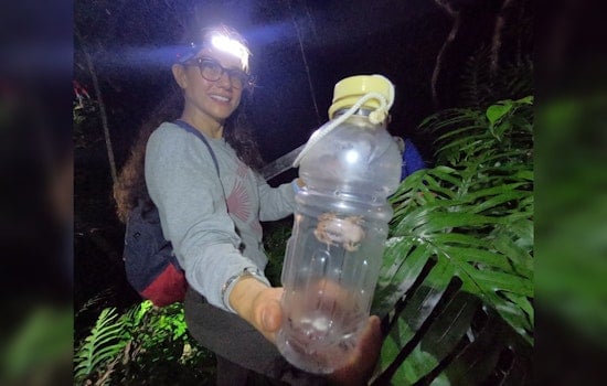 O‘ahu Unites Against Invasive Coqui Frogs, Volunteers and Agencies Rally in Waimānalo to Protect Ecosystem