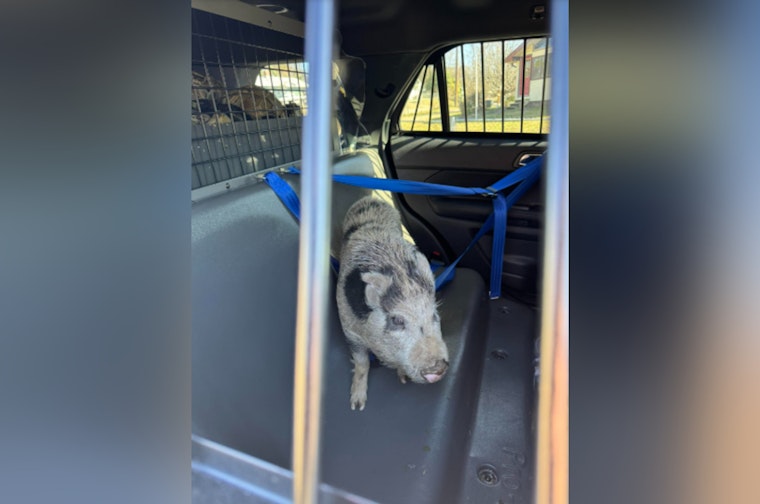 Oak Ridge Police Wrangle Wandering Pig, Add Levity to Traffic Turmoil with #DontOinkAndDrive