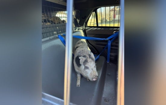 Oak Ridge Police Wrangle Wandering Pig, Add Levity to Traffic Turmoil with #DontOinkAndDrive