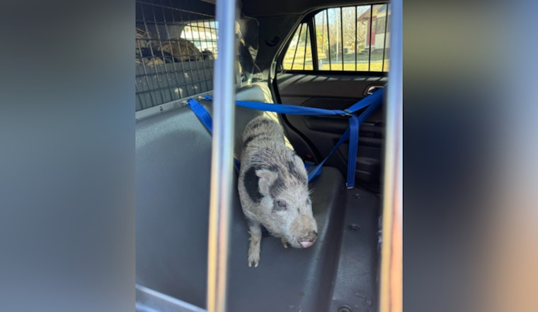 Oak Ridge Police Wrangle Wandering Pig, Add Levity to Traffic Turmoil with #DontOinkAndDrive