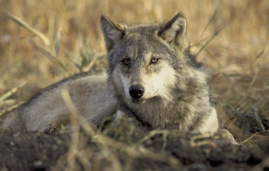 Oakland Zoo Mourns the Passing of Beloved Geriatric Wolf, Sequoia, at Age 11