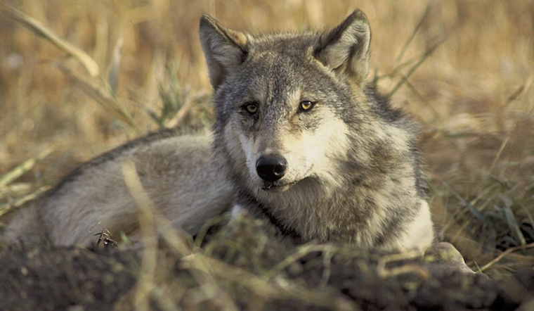 Oakland Zoo Mourns the Passing of Beloved Geriatric Wolf, Sequoia, at Age 11