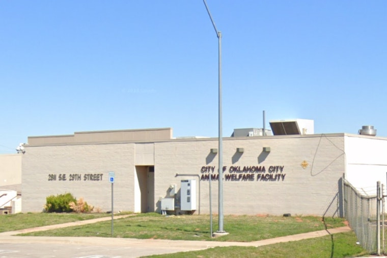Oklahoma City Animal Welfare Waives Adoption Fees to Tackle Canine Overpopulation