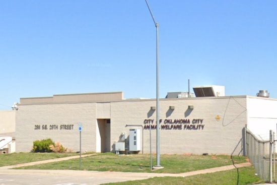 Oklahoma City Animal Welfare Waives Adoption Fees to Tackle Canine Overpopulation