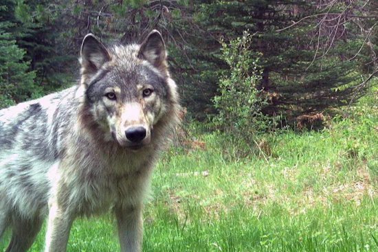 Oregon Authorities Seek Public's Help in Poaching Case of Endangered Wolf in Union County