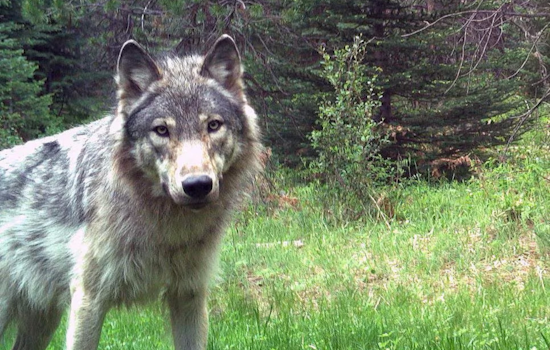 Oregon Authorities Seek Public's Help in Poaching Case of Endangered Wolf in Union County