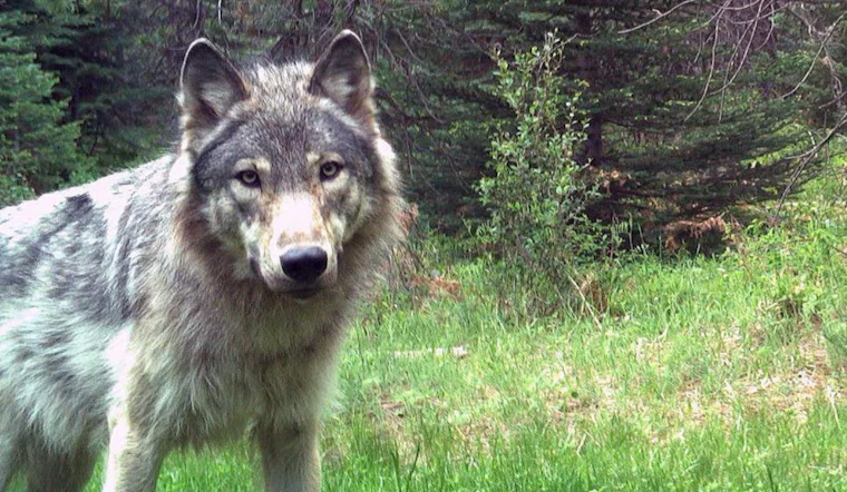 Oregon Authorities Seek Public's Help in Poaching Case of Endangered Wolf in Union County