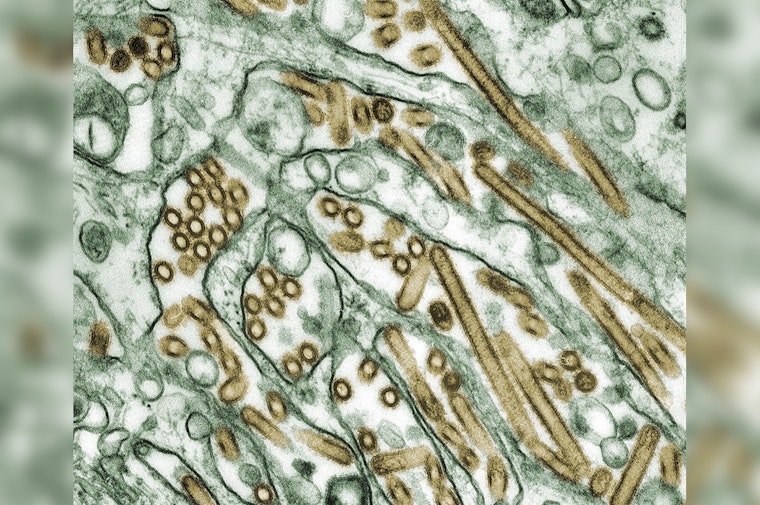 Oregon Cat Diagnosed with H5N1 Avian Influenza, Officials Advise Caution for Pet Owners in Washington County