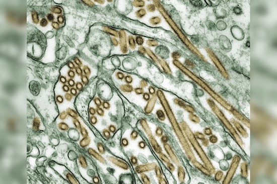 Oregon Cat Diagnosed with H5N1 Avian Influenza, Officials Advise Caution for Pet Owners in Washington County