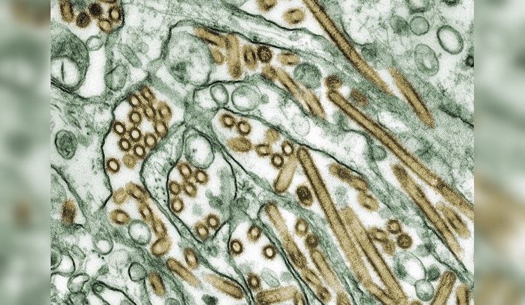 Oregon Cat Diagnosed with H5N1 Avian Influenza, Officials Advise Caution for Pet Owners in Washington County