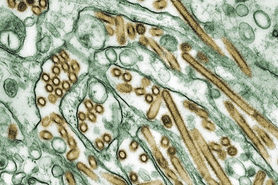 Oregon Cat Diagnosed with Rare H5N1 Avian Influenza; State Officials Urge Precautionary Measures for Pet Owners