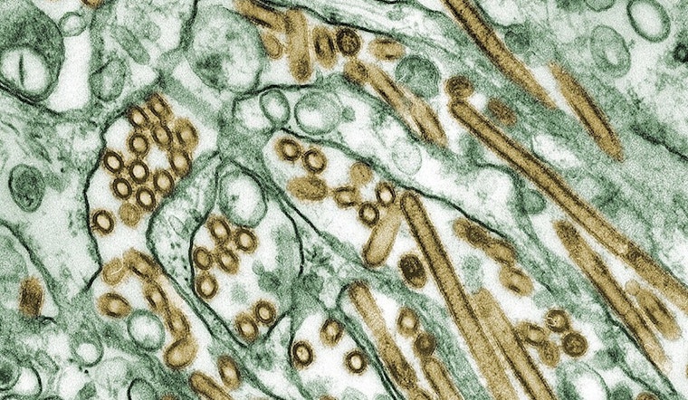 Oregon Cat Diagnosed with Rare H5N1 Avian Influenza; State Officials Urge Precautionary Measures for Pet Owners