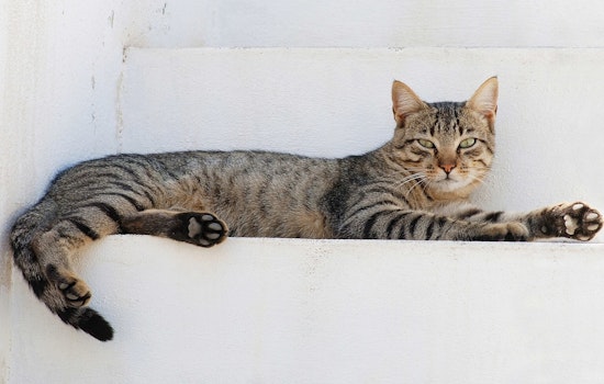 Oregon Cats Euthanized After Contracting Avian Influenza from Raw Pet Food, Washington Issues Health Alert