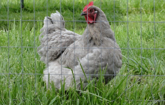 Oregon Leads in Strengthening Farm Biosecurity to Protect Livestock and Food Supply