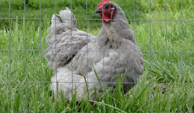 Oregon Leads in Strengthening Farm Biosecurity to Protect Livestock and Food Supply